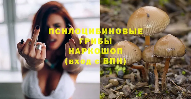 Псилоцибиновые грибы Psilocybe Раменское